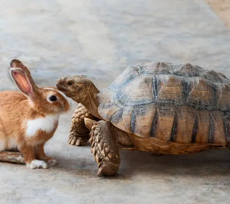A Rabbit and a Turtle